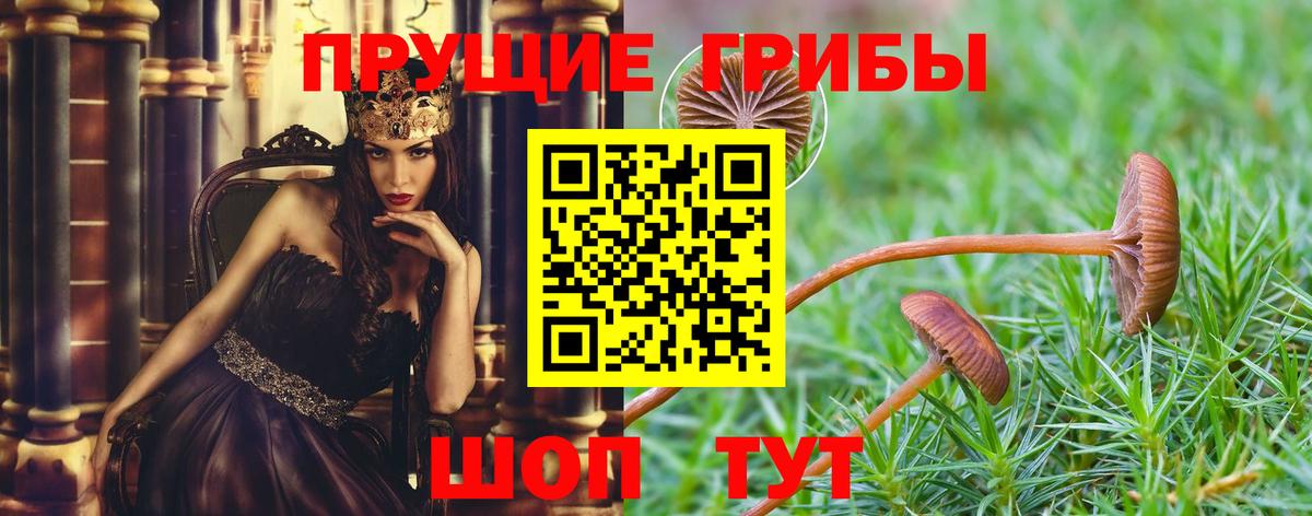 Галлюциногенные грибы Psilocybine cubensis Павловский Посад